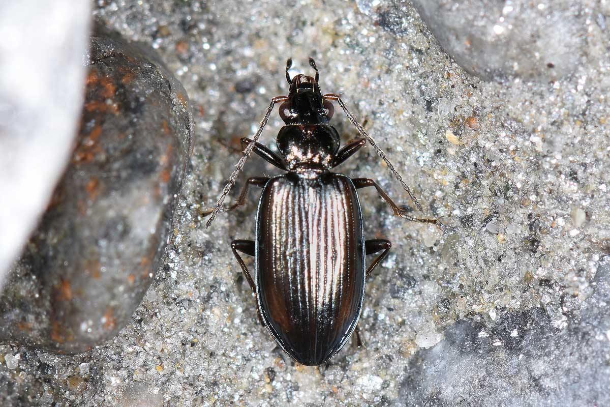 Carabidae: Bembidion fasciolatum?